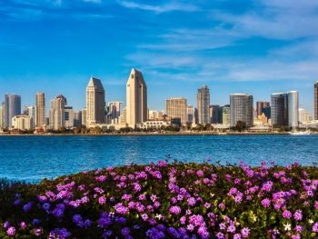 San Diego skyline in background with San Diego Bay and purple flowers in foreground on sunny day. San Diego in April.