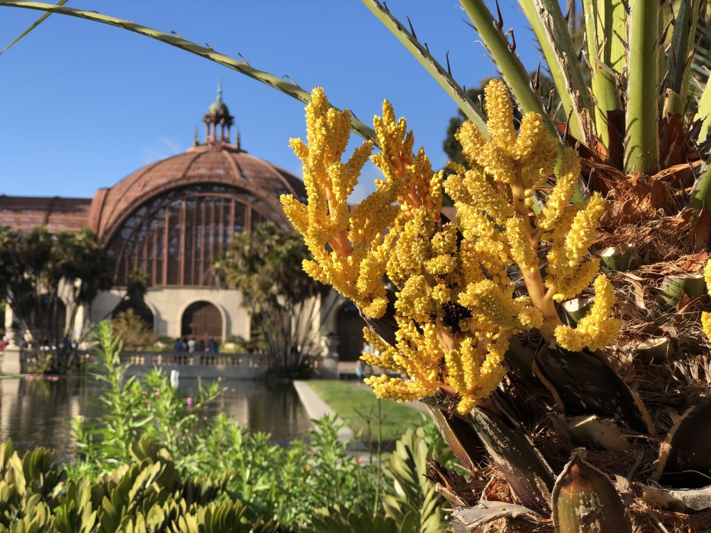 Yellow Palm tree flowers in the foreground and San Diego Botanical Garden Building in the background