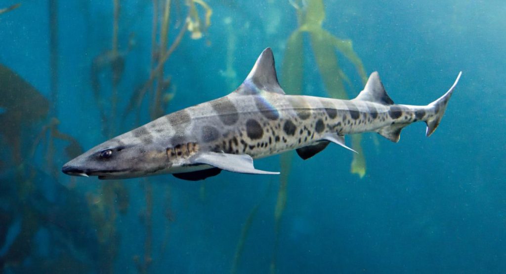La Jolla Leopard Shark swimming through kelp forrest
