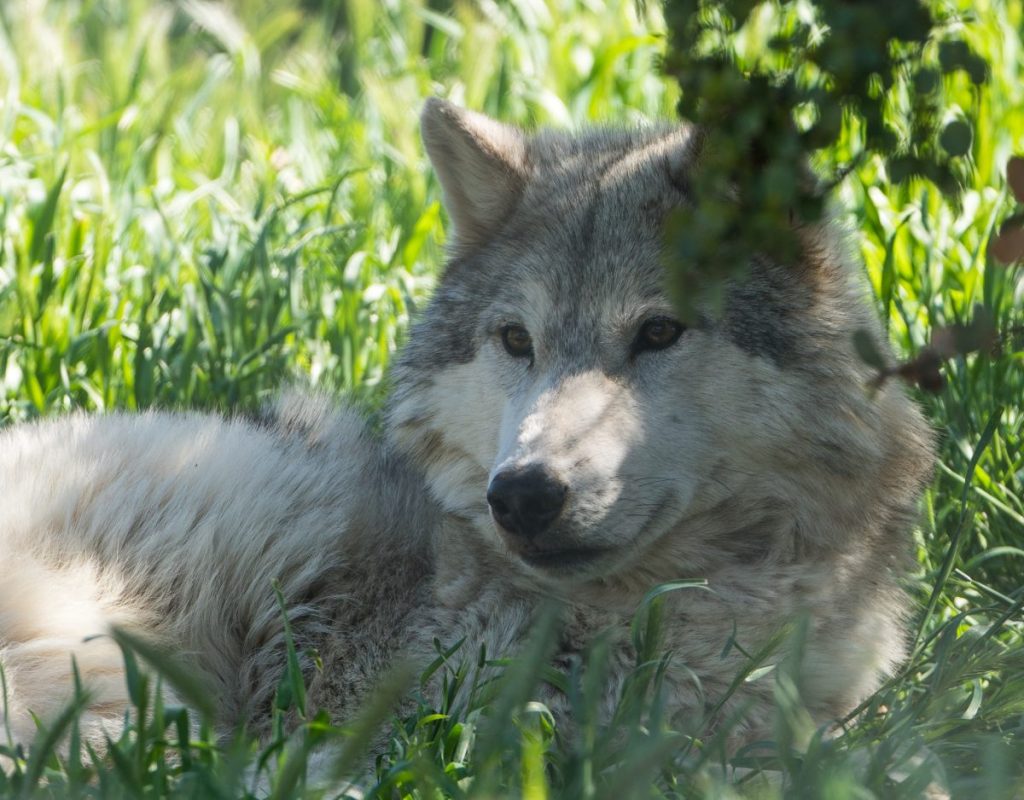 Close up of gray wolf laying in tall green grass on sunny afternoon at California Wolf Center, Julian.