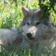 Close up of gray wolf laying in tall green grass on sunny afternoon at California Wolf Center, Julian.
