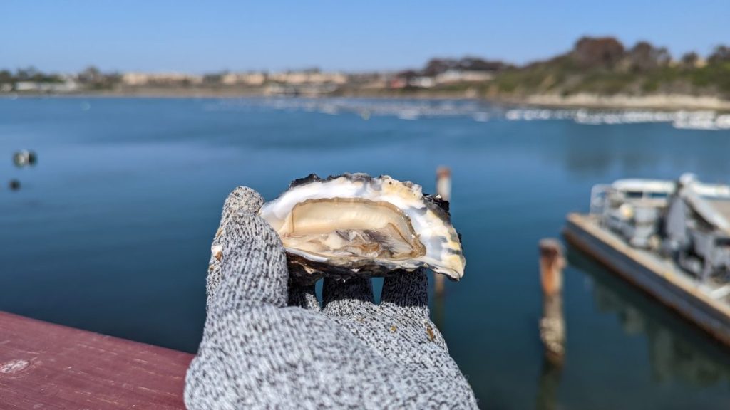 Woman holding freshly opened oyster shell in front of water on sunny day. Carlsbad Aquafarms.