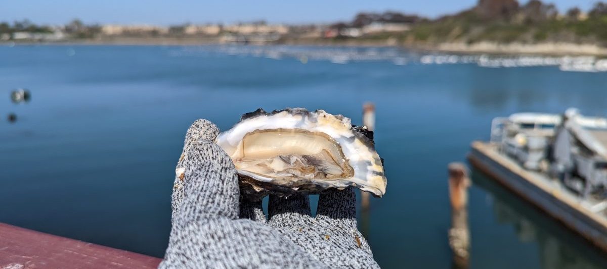 Woman holding freshly opened oyster shell in front of water on sunny day. Carlsbad Aquafarms.
