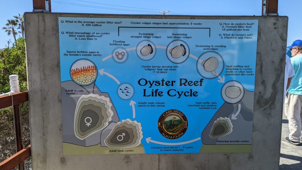 Sign explaining the oyster reef life cycle. Carlsbad Aquafarms.