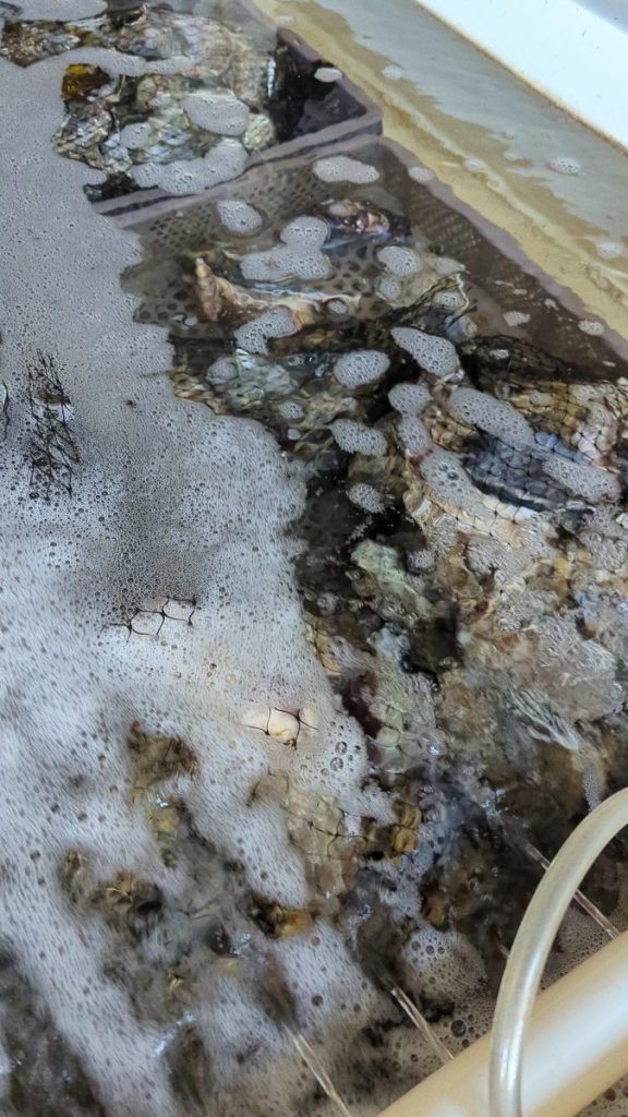 Oysters in water at oyster farm. Carlsbad Aquafarms.