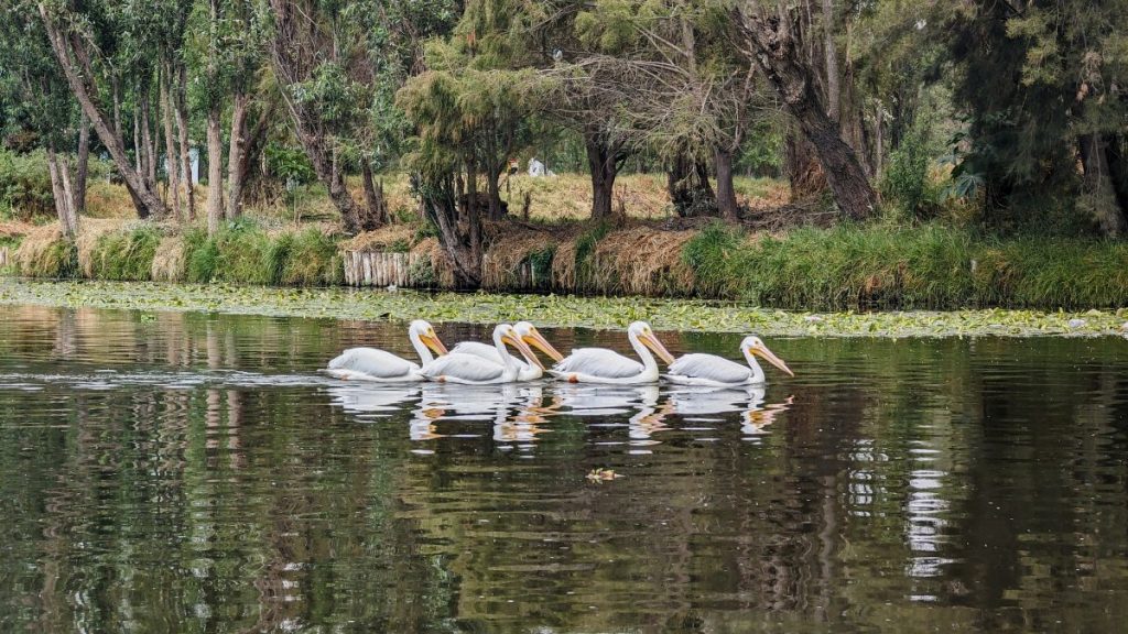 flock of pelicans swimming in the canals at Xochimilco