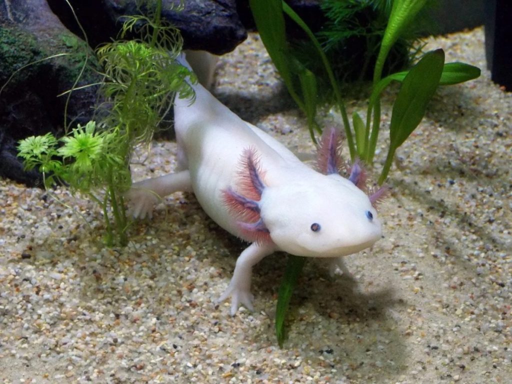 White Axolotl amphibien in an aquarium